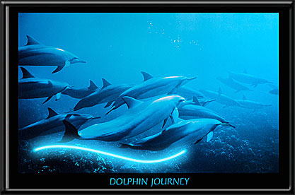 Dolphin Journey Neon Picture